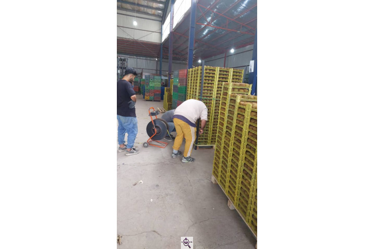 صادرات و سورتینگ میوه تجارت مانی فروت در تالش