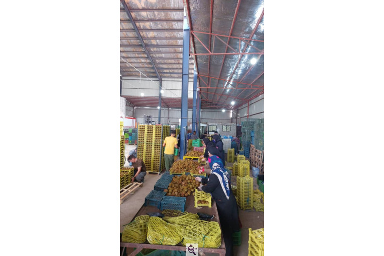 صادرات و سورتینگ میوه تجارت مانی فروت در تالش