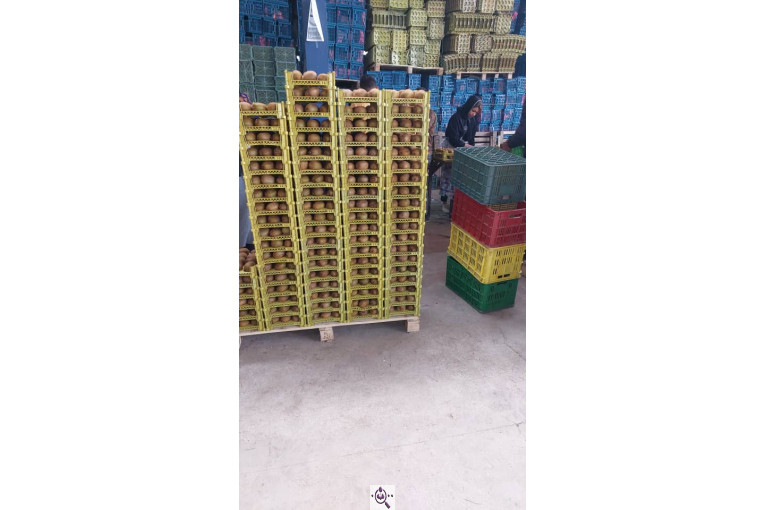 صادرات و سورتینگ میوه تجارت مانی فروت در تالش