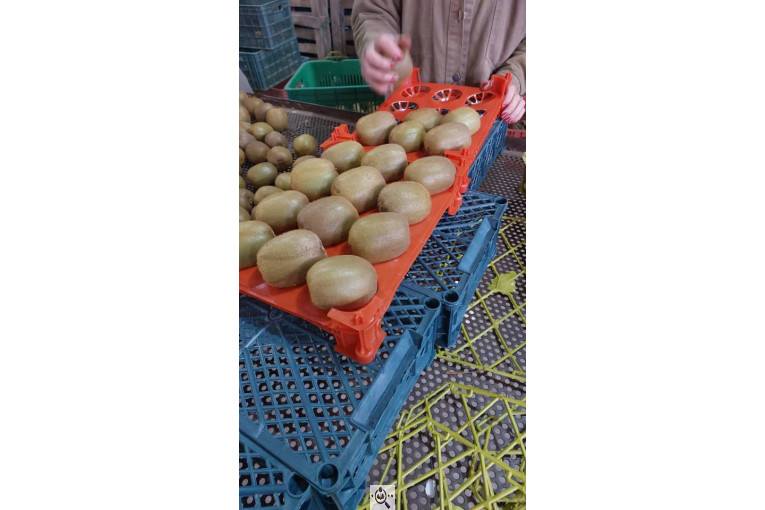 صادرات و سورتینگ میوه تجارت مانی فروت در تالش