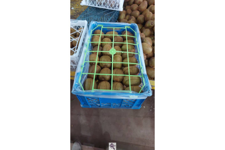 صادرات و سورتینگ میوه تجارت مانی فروت در تالش