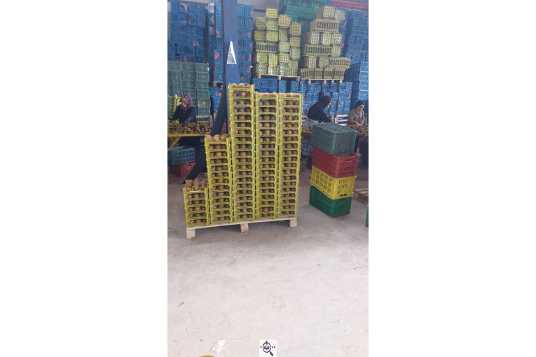 صادرات و سورتینگ میوه تجارت مانی فروت در تالش