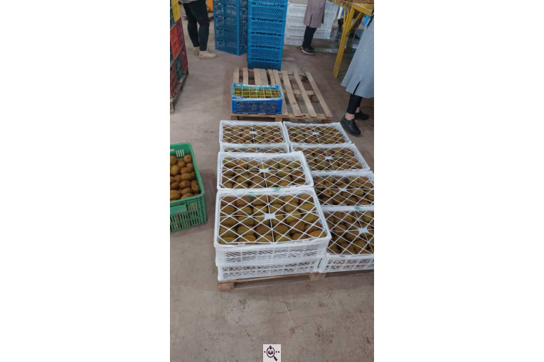 صادرات و سورتینگ میوه تجارت مانی فروت در تالش