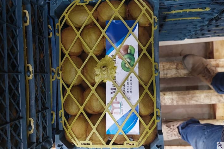 صادرات و سورتینگ میوه تجارت مانی فروت در تالش