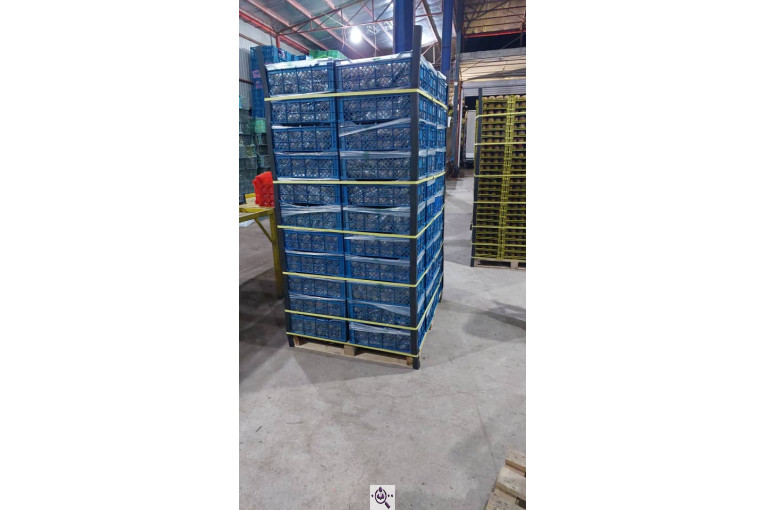 صادرات و سورتینگ میوه تجارت مانی فروت در تالش