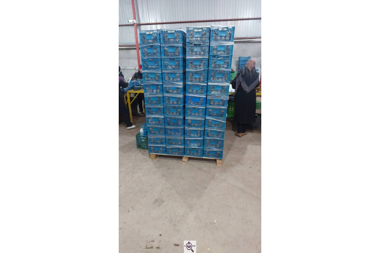 صادرات و سورتینگ میوه تجارت مانی فروت در تالش