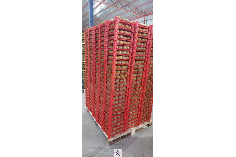 صادرات و سورتینگ میوه تجارت مانی فروت در تالش