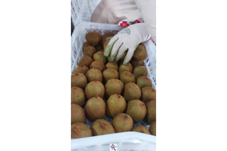 صادرات و سورتینگ میوه تجارت مانی فروت در تالش