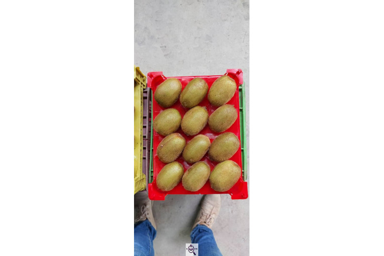 صادرات و سورتینگ میوه تجارت مانی فروت در تالش