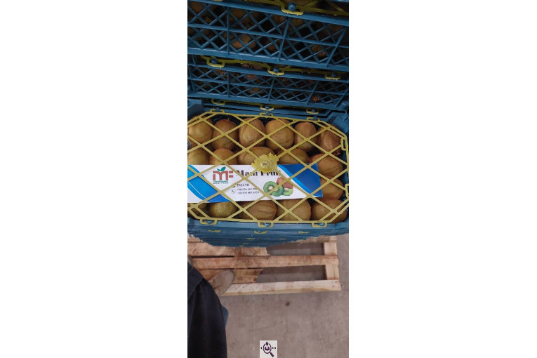 صادرات و سورتینگ میوه تجارت مانی فروت در تالش