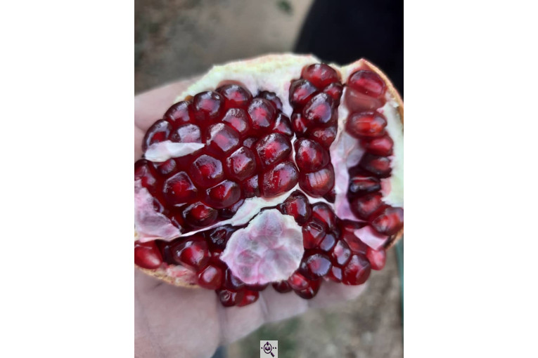 خرید و فروش صادرات عمده انار نی ریز فارس