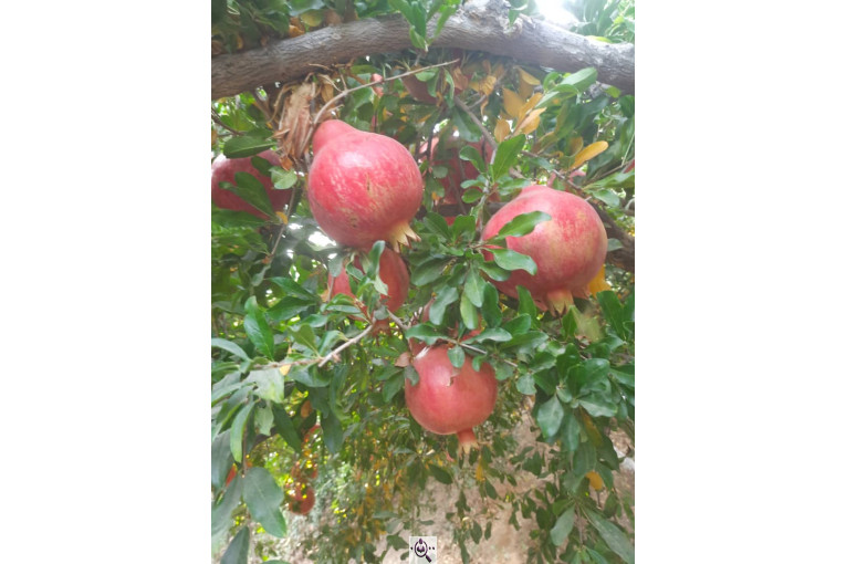 خرید و فروش صادرات عمده انار نی ریز فارس