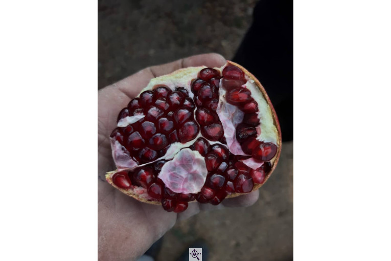 خرید و فروش صادرات عمده انار نی ریز فارس