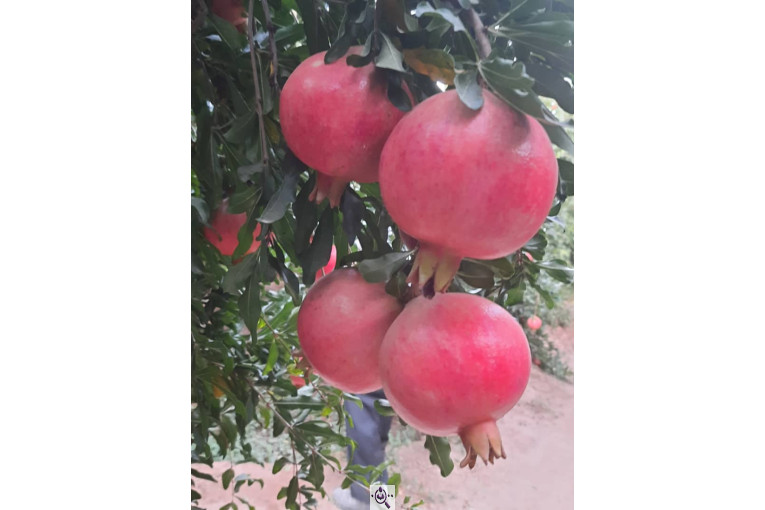 خرید و فروش صادرات عمده انار نی ریز فارس