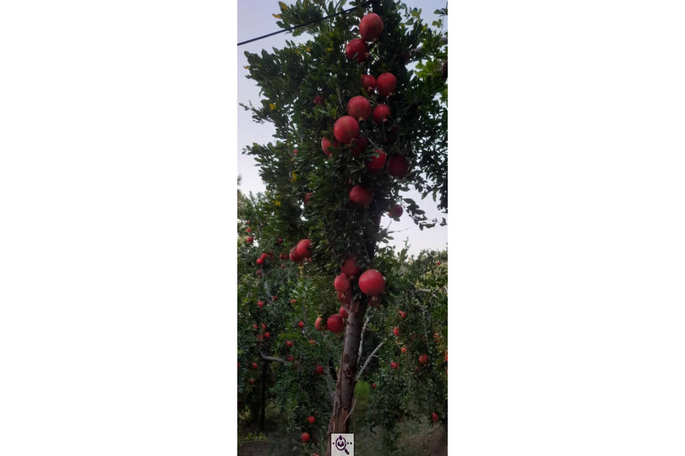 خرید و فروش صادرات عمده انار نی ریز فارس