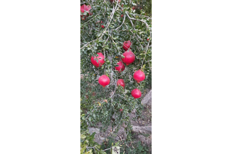 خرید و فروش صادرات عمده انار نی ریز فارس