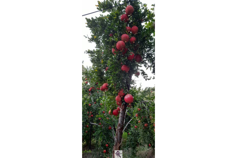 خرید و فروش صادرات عمده انار نی ریز فارس
