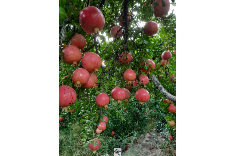 خرید و فروش صادرات عمده انار نی ریز فارس