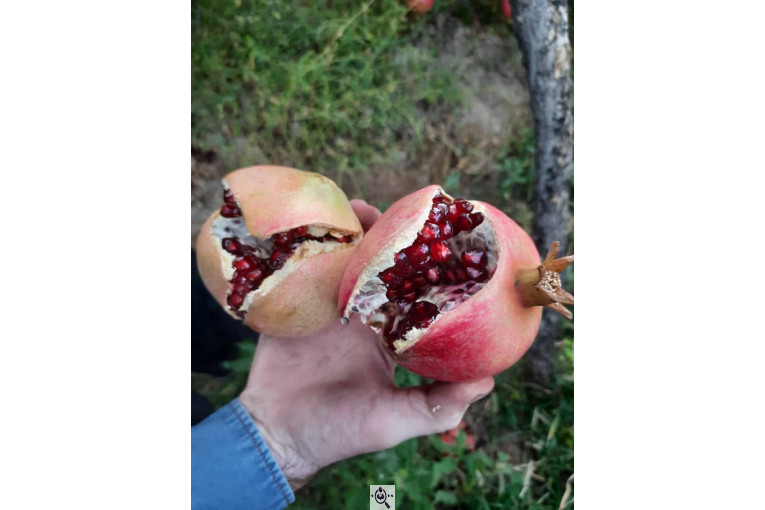 خرید و فروش صادرات عمده انار نی ریز فارس