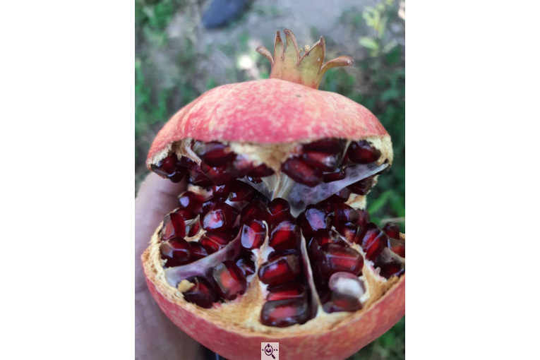 خرید و فروش صادرات عمده انار نی ریز فارس