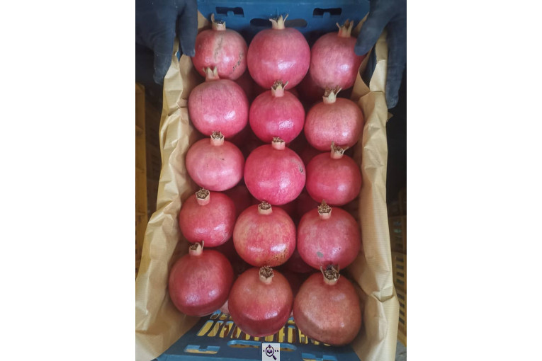 خرید و فروش صادرات عمده انار نی ریز فارس