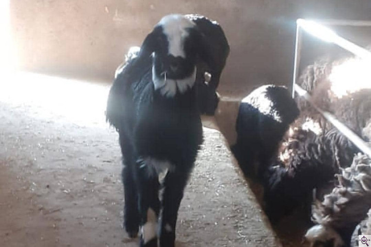 دامداری شعبانی در همدان