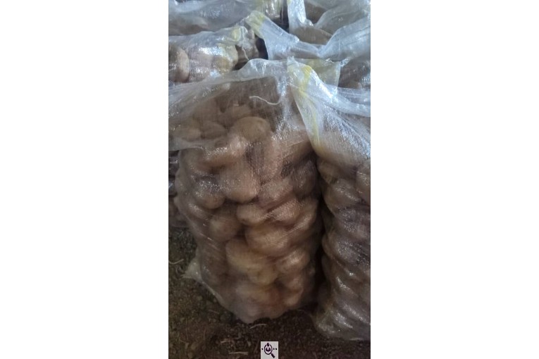 محصولات کشاورزی عمران زارع در ایران