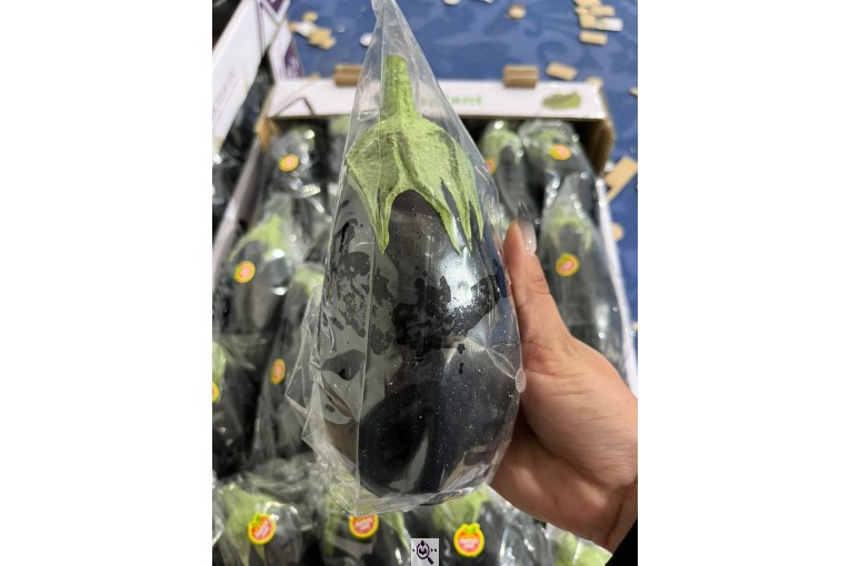 محصولات کشاورزی عمران زارع در ایران