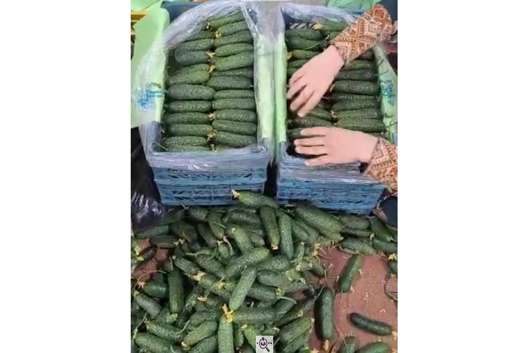 محصولات کشاورزی عمران زارع در ایران