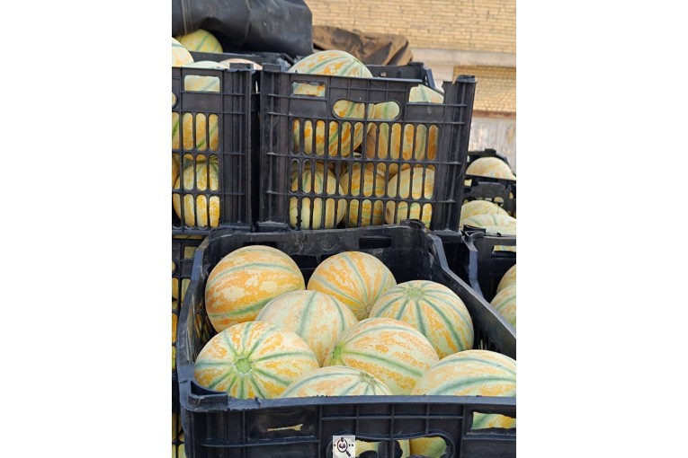 محصولات کشاورزی عمران زارع در ایران