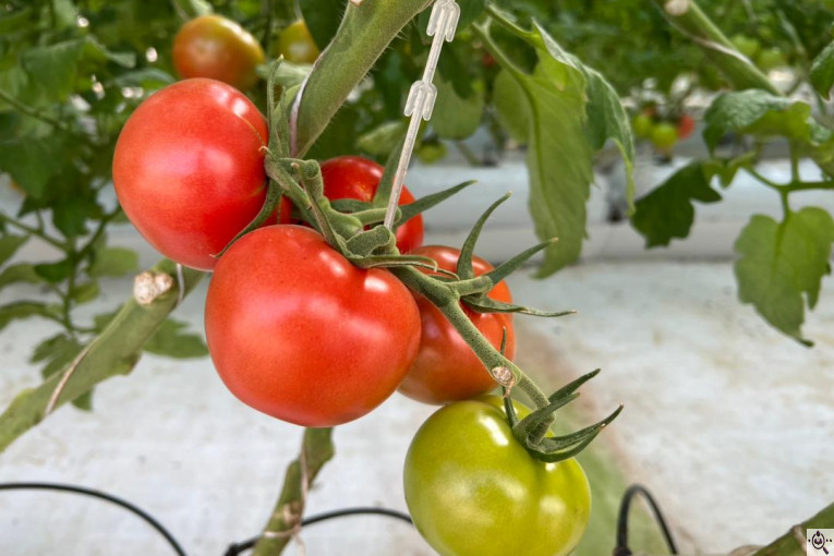 گلخانه گوجه خوشه ای تک تاک در تاکستان