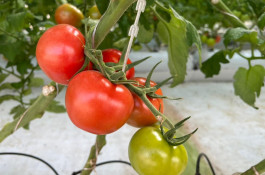 گلخانه گوجه خوشه ای تک تاک در تاکستان