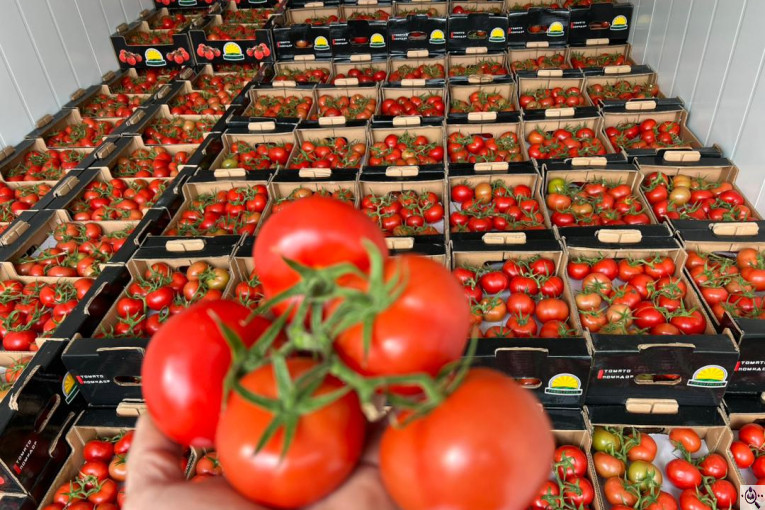 گلخانه گوجه خوشه ای تک تاک در تاکستان