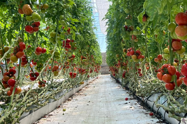 گلخانه گوجه خوشه ای تک تاک در تاکستان