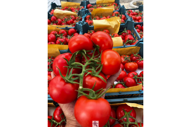 گلخانه گوجه خوشه ای تک تاک در تاکستان