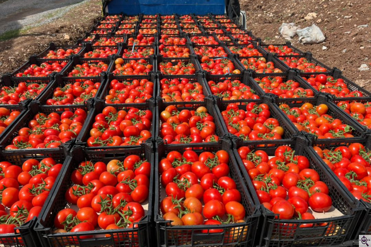 گلخانه گوجه خوشه ای تک تاک در تاکستان
