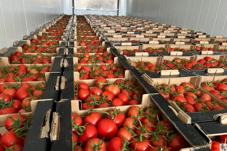 گلخانه گوجه خوشه ای تک تاک در تاکستان