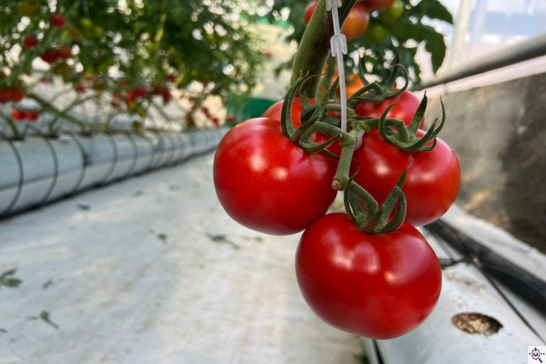 گلخانه گوجه خوشه ای تک تاک در تاکستان