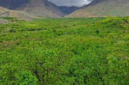 مجموعه اقامتگاه و بومگردی هزاردستان در نیشابور