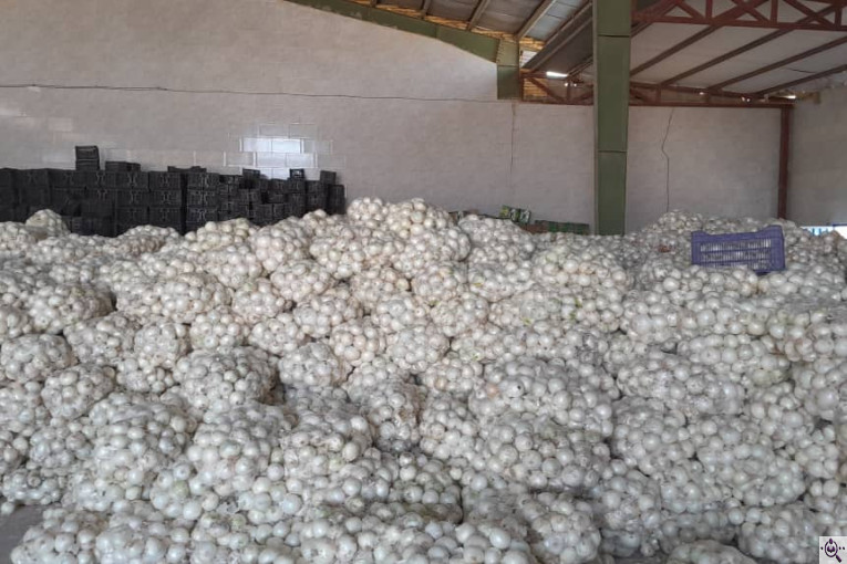 سورتینگ محصولات گلخانه ای آریا در یزد