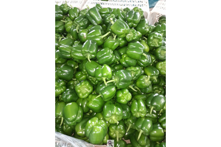 سورتینگ محصولات گلخانه ای آریا در یزد