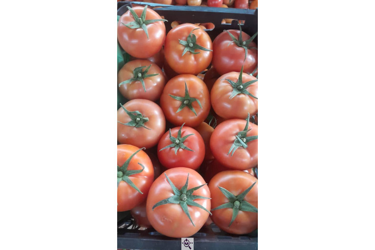 سورتینگ محصولات گلخانه ای آریا در یزد