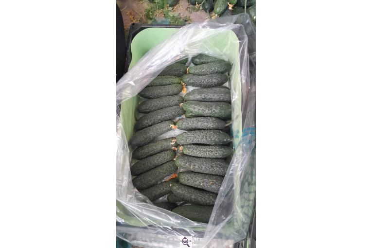 سورتینگ محصولات گلخانه ای آریا در یزد