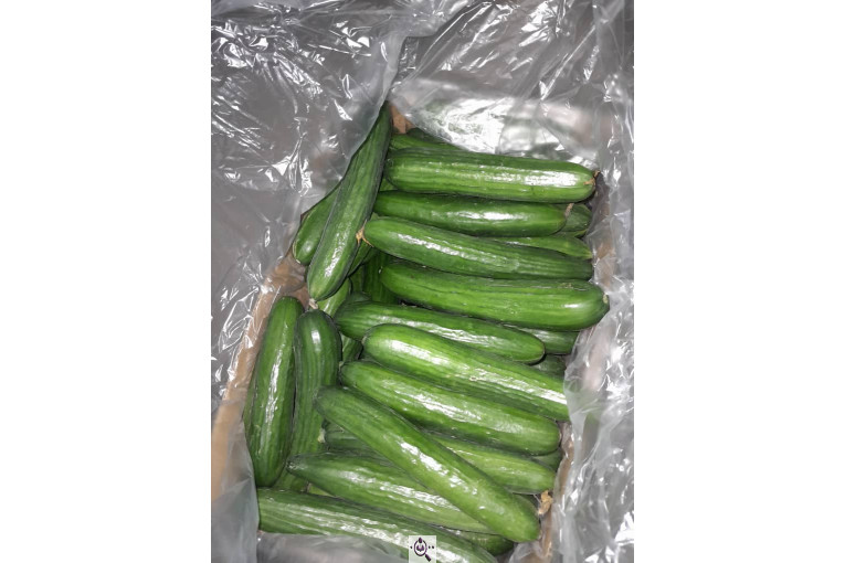 سورتینگ محصولات گلخانه ای آریا در یزد