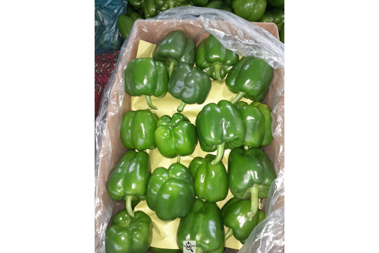 سورتینگ محصولات گلخانه ای آریا در یزد