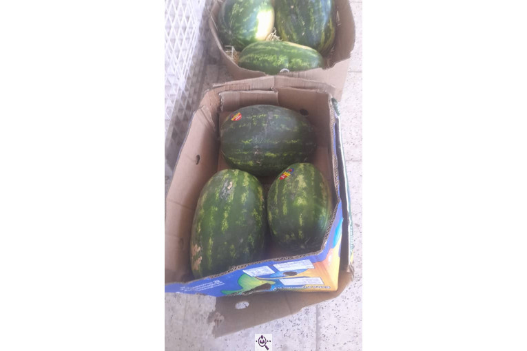 سورتینگ محصولات گلخانه ای آریا در یزد