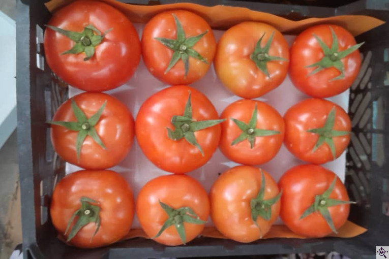 سورتینگ محصولات گلخانه ای آریا در یزد