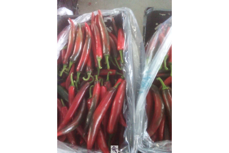 سورتینگ محصولات گلخانه ای آریا در یزد