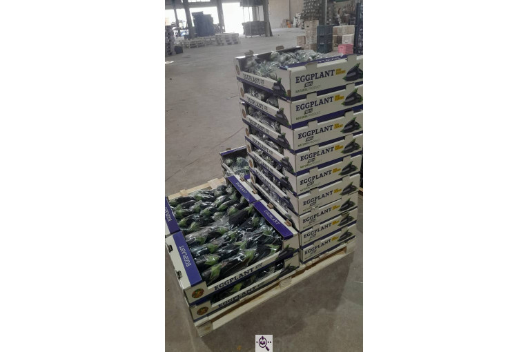 سورتینگ محصولات گلخانه ای آریا در یزد