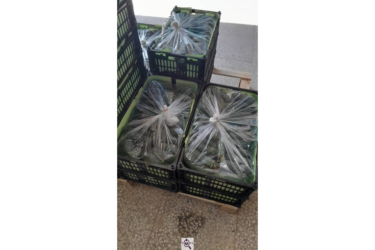 سورتینگ محصولات گلخانه ای آریا در یزد